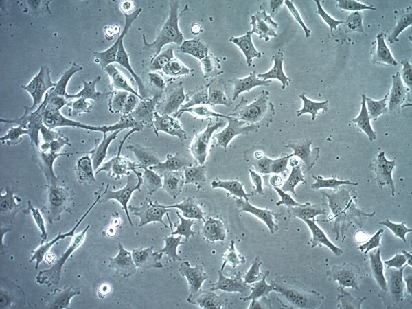 Sk Mel Human Melanoma Cell Line Scc